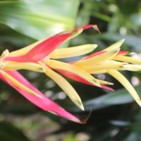 Heliconia psittacorum L.f.